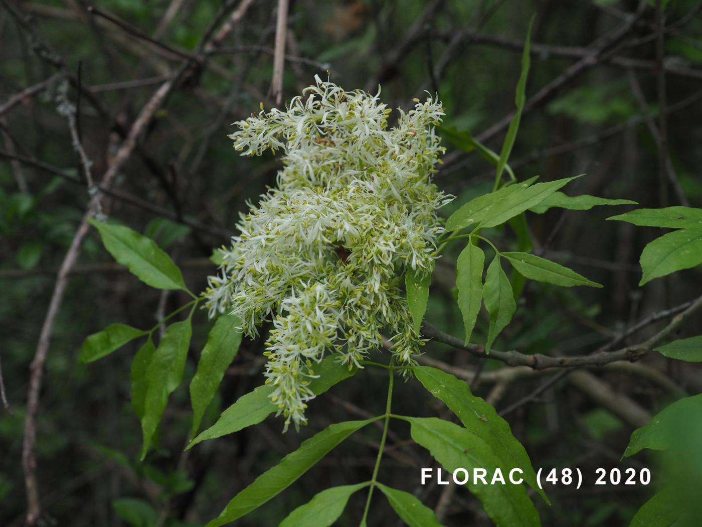 Ash, Flowering flower